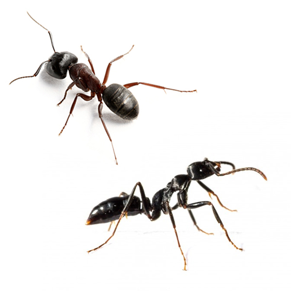 master-prag-controle-de-pragas-servicos-controle-de-formigas