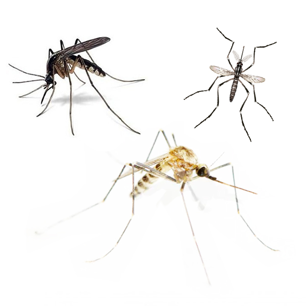master-prag-controle-de-pragas-servicos-controle-de-mosquitos